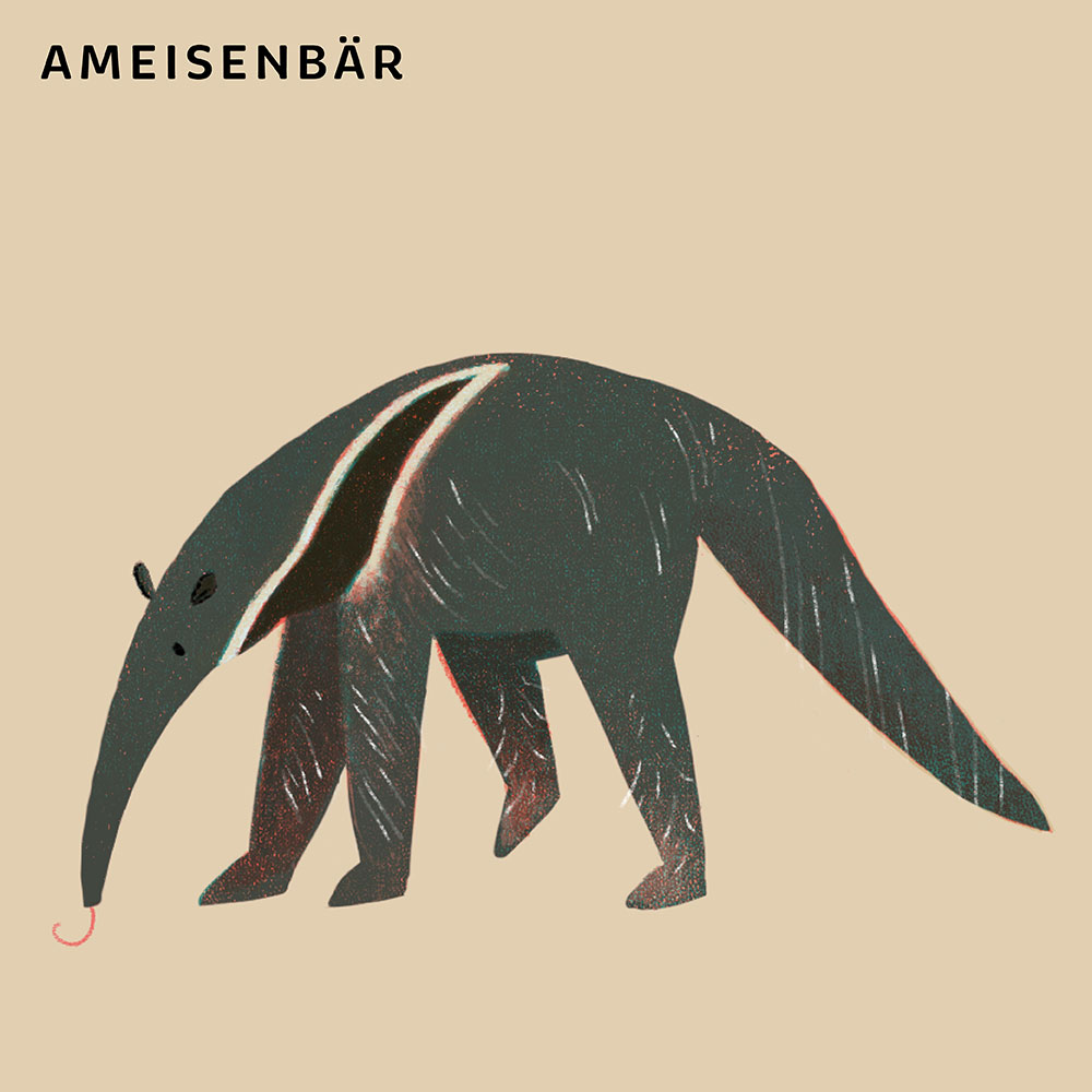 Ameisenbär Illustration ganz